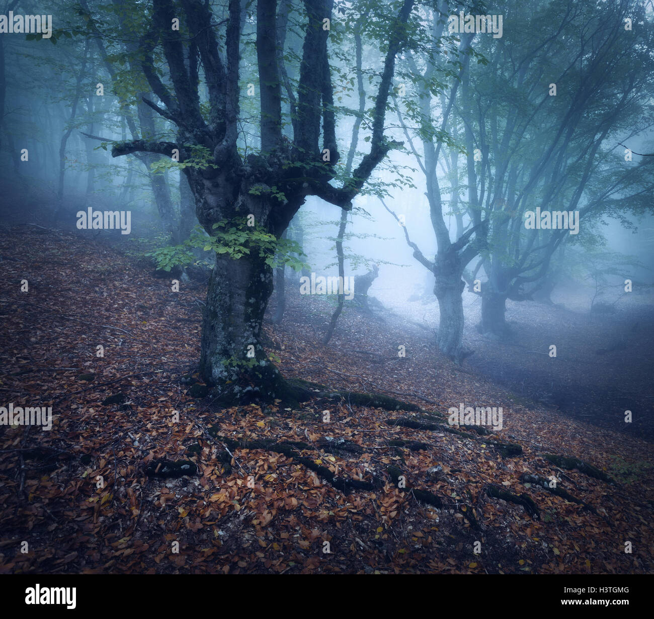 La forêt brumeuse. Bois de l'automne. Automne forêt mystique bleu dans le brouillard. Vieil arbre. Beau paysage avec des arbres, feuillage coloré Banque D'Images