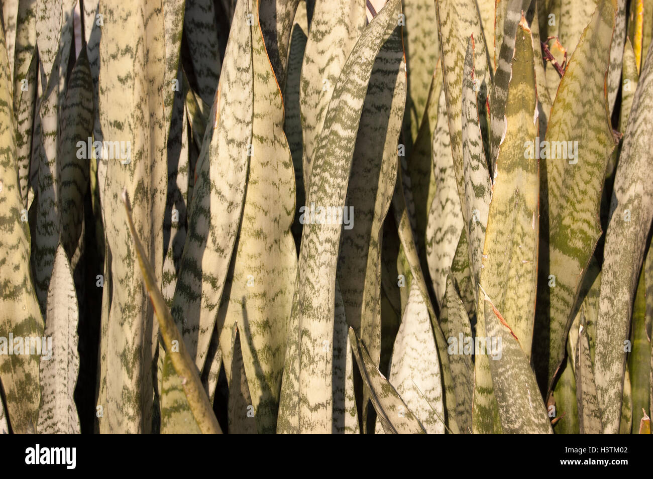 Fond ornemental de Sansevieria plante. Langue de Serpent Banque D'Images
