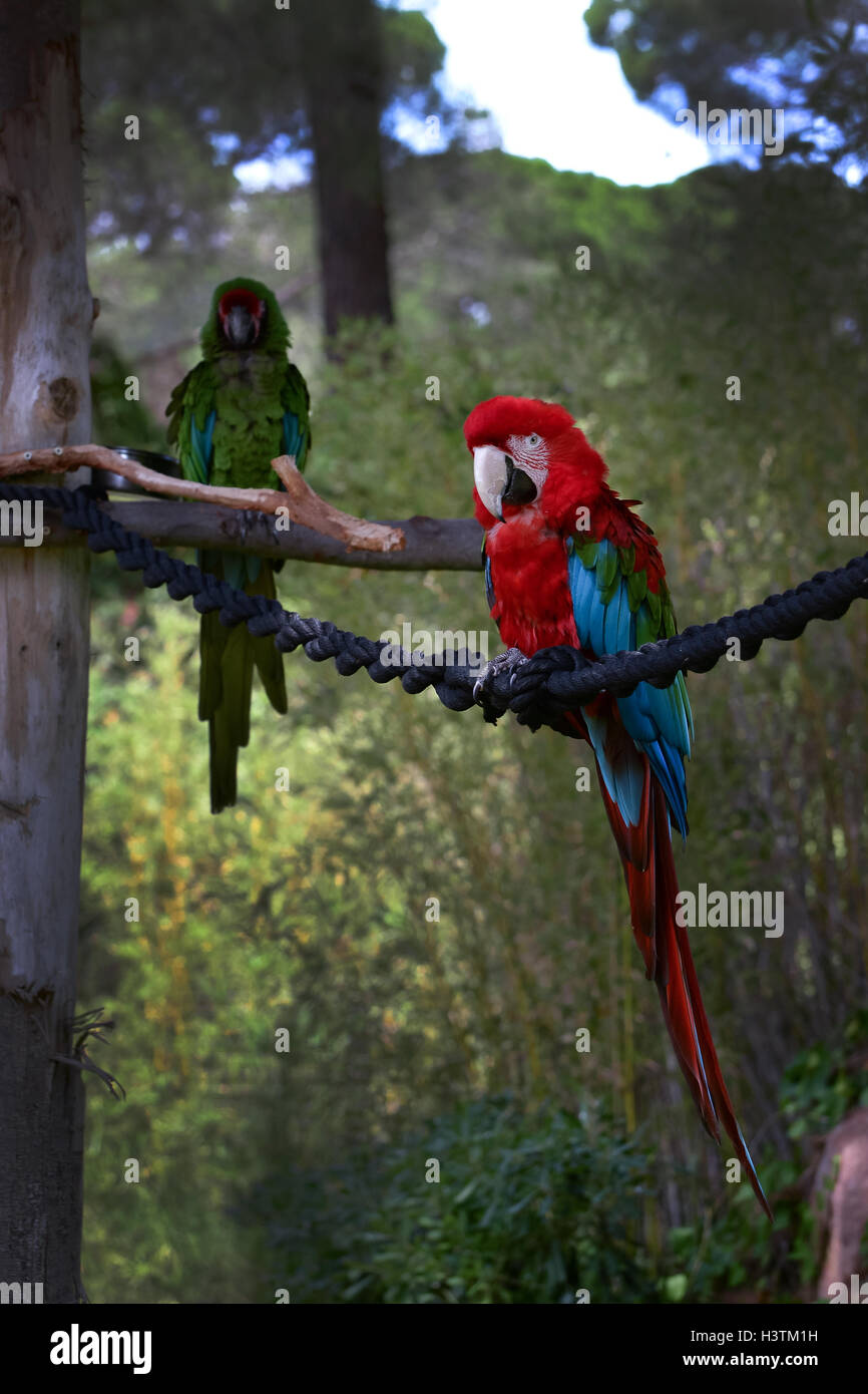 Le rouge et bleu, l'ara ararauna, Ara Macaw parrot Banque D'Images