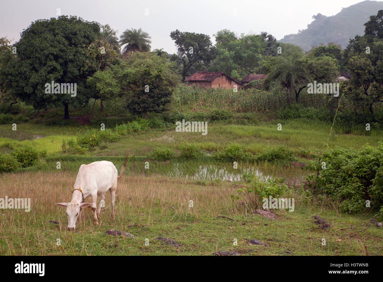 Le pâturage des vaches dans le Jharkhand, Inde Banque D'Images