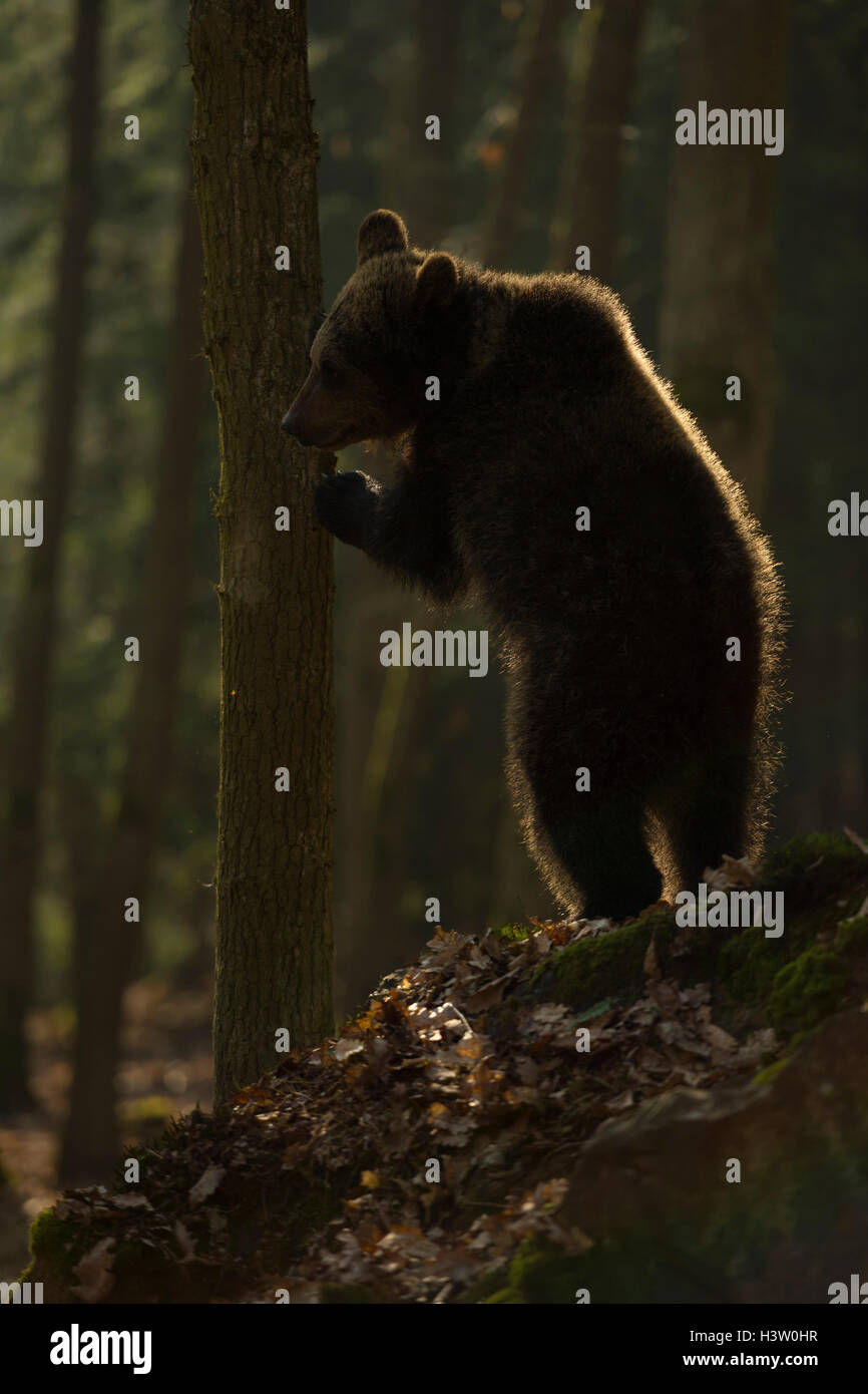 Ours brun européen Europaeischer / Braunbaer ( Ursus arctos ) se cacher derrière un arbre, debout sur ses pattes, contre-jour. Banque D'Images