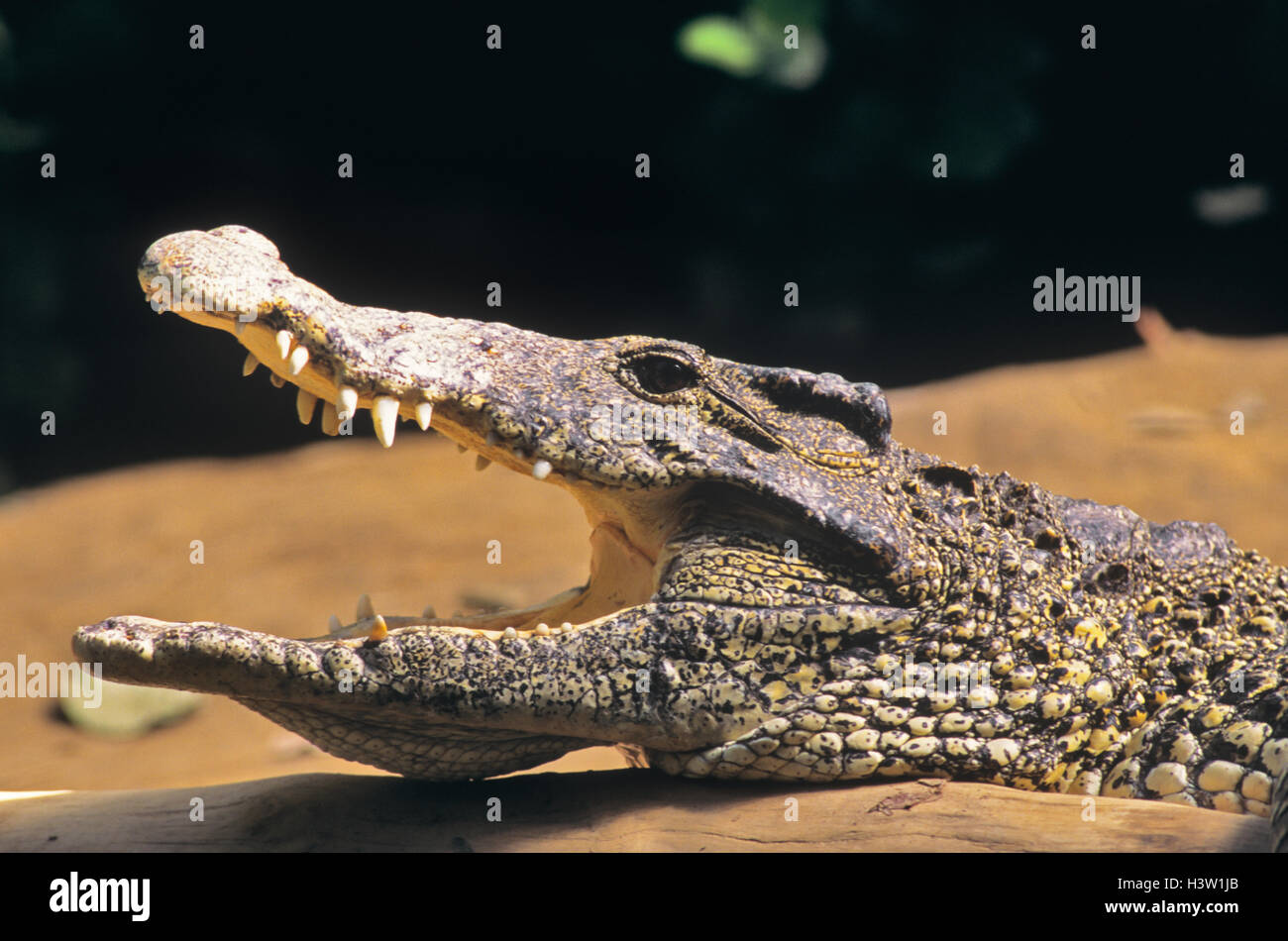 Années 1990 CLOSE-UP PROFILE de crocodile de Cuba (Crocodylus rhombifer avec bouche ouverte Banque D'Images