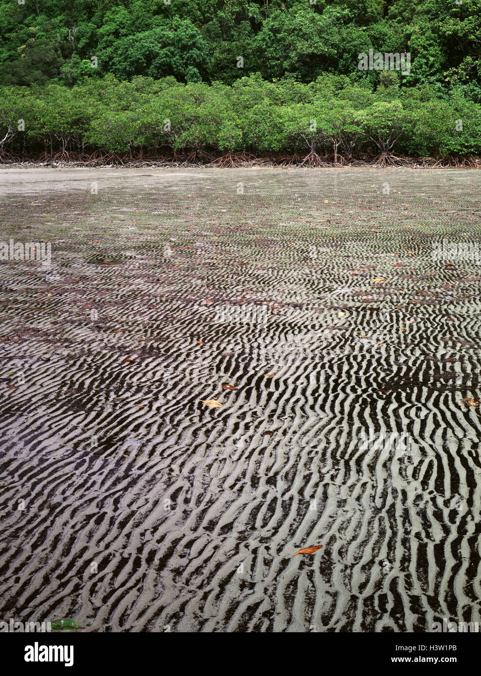 Enracinée,, des mangroves (Rhizophora stylosa) Banque D'Images