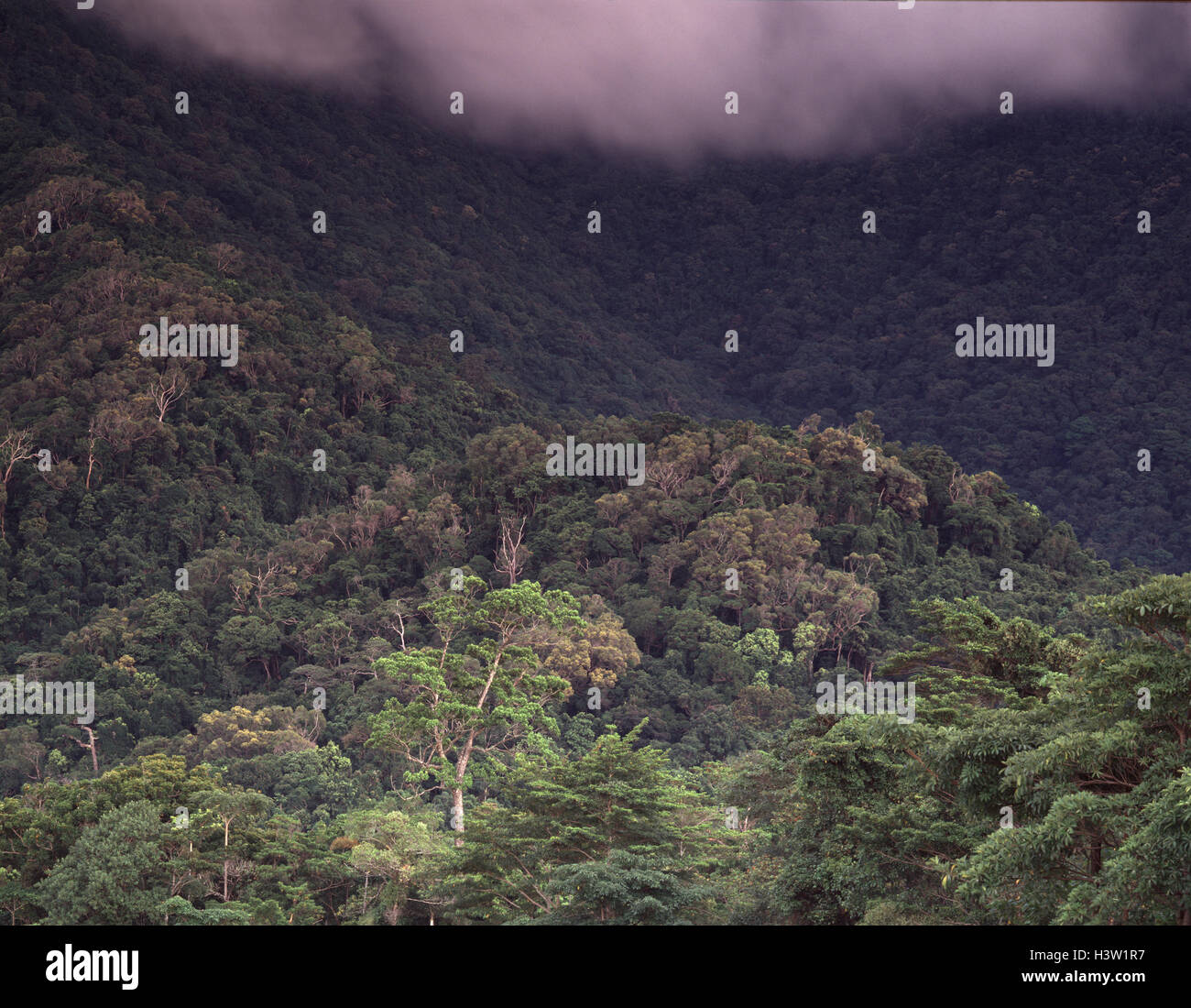 La forêt tropicale de plaine en saison humide. Banque D'Images