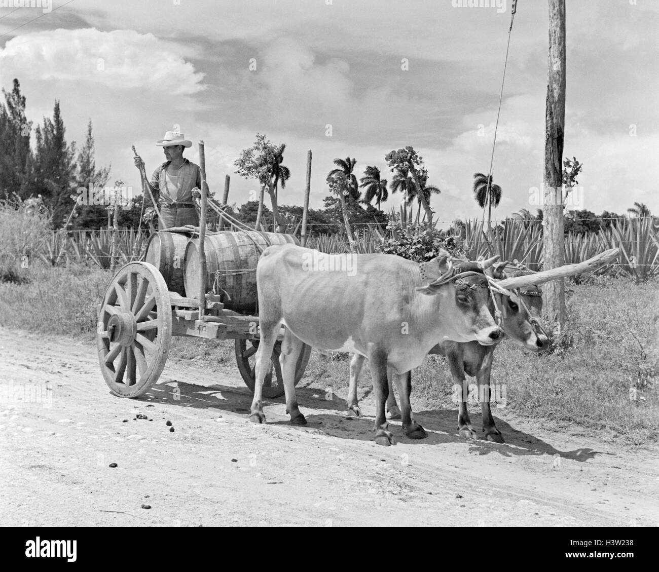 1950 TRAVAILLEUR AVEC ATTELAGE DE BŒUFS tirant de barils de rhum Bacardi CUBA Banque D'Images