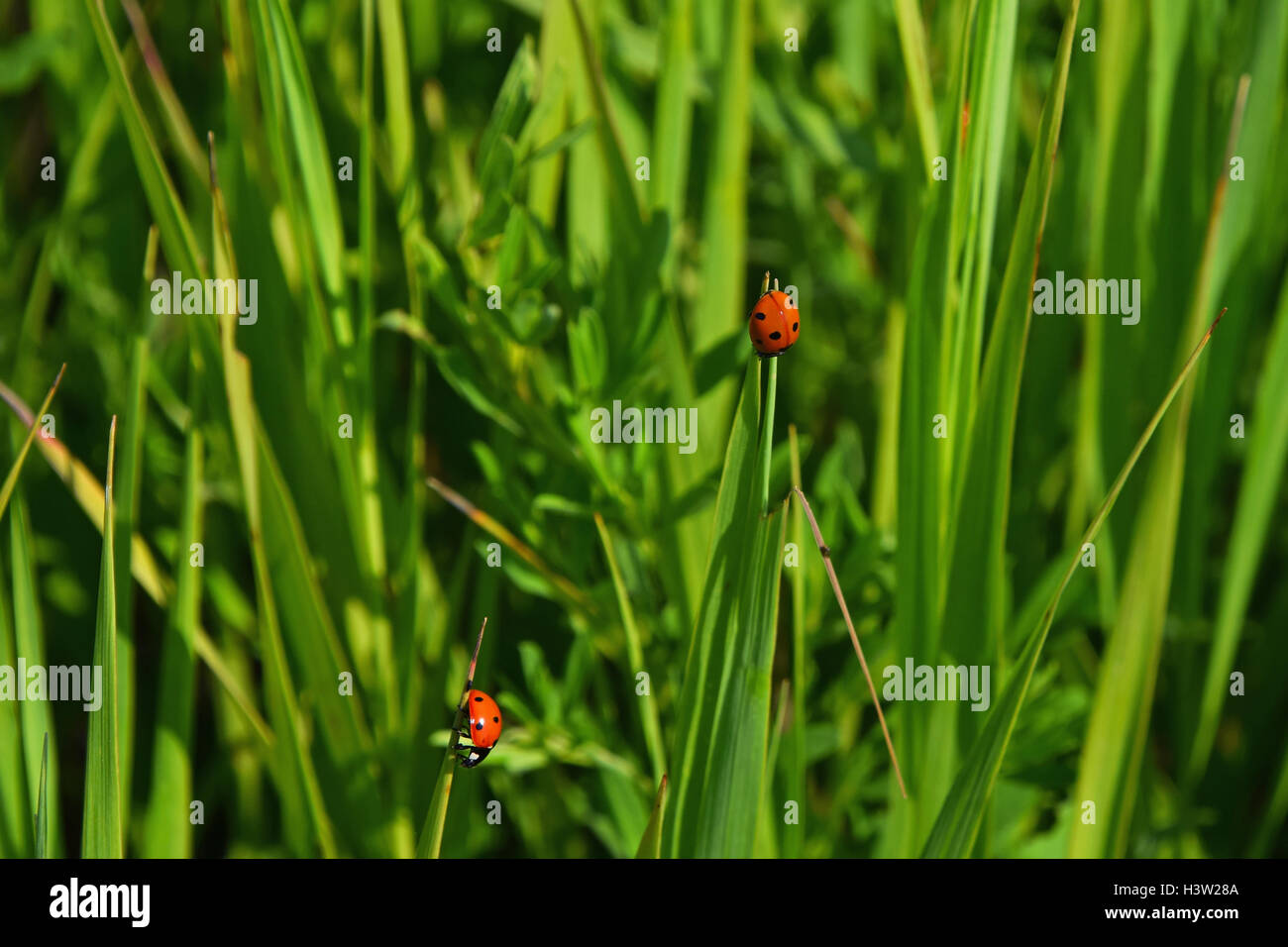Deux coccinelles rouge insectes dans l'herbe verte fraîche de saison d'un pré, Close up Banque D'Images
