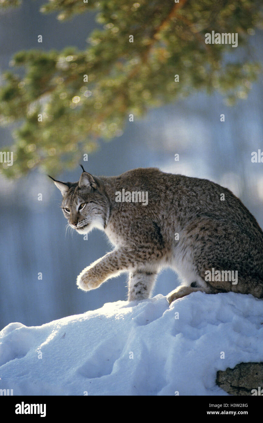 Le lynx eurasien (lynx lynx) Banque D'Images
