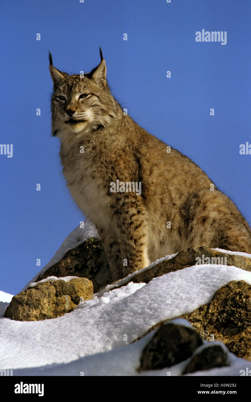 Le lynx eurasien (lynx lynx) Banque D'Images