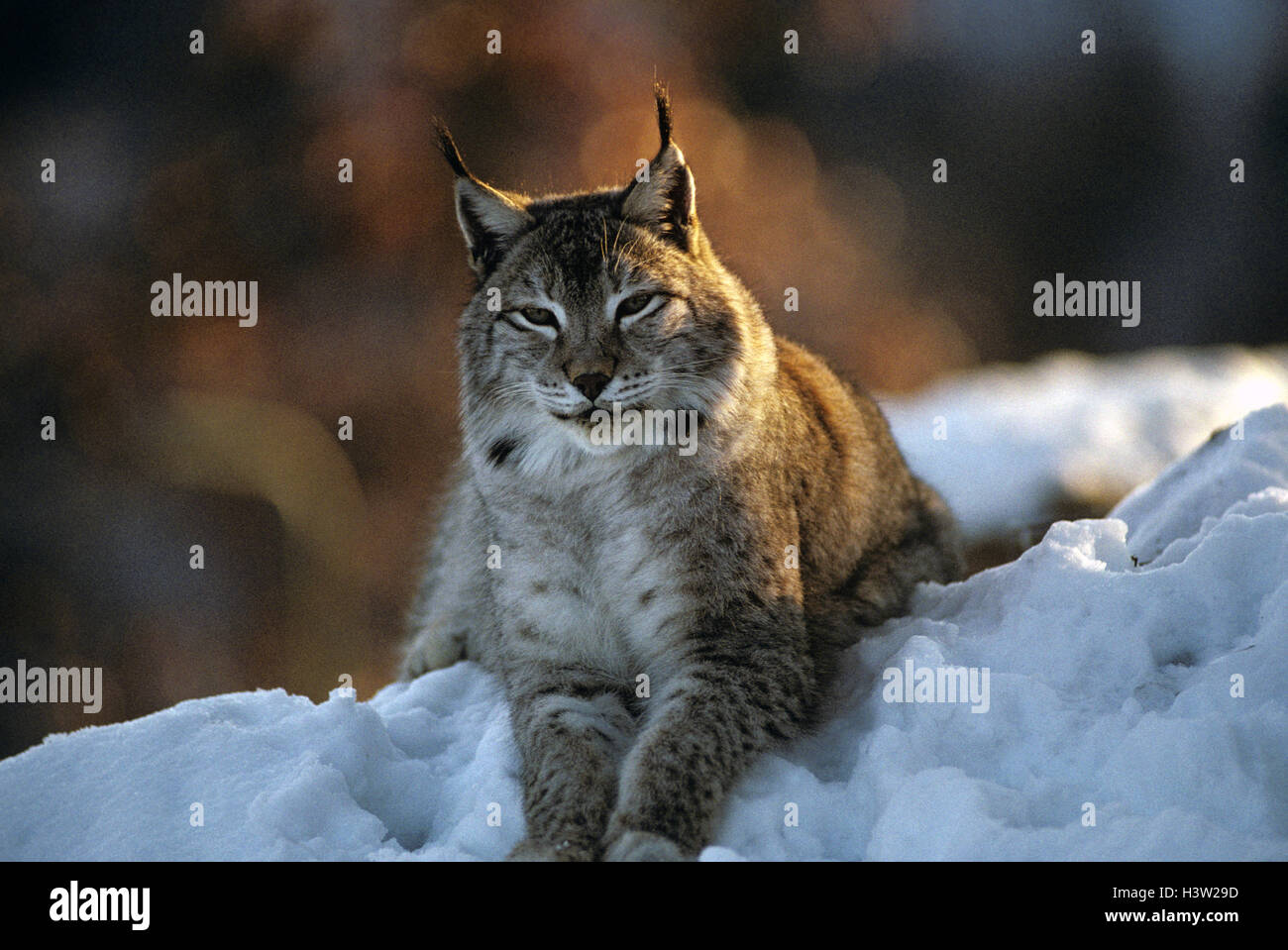 Le lynx eurasien (lynx lynx) Banque D'Images