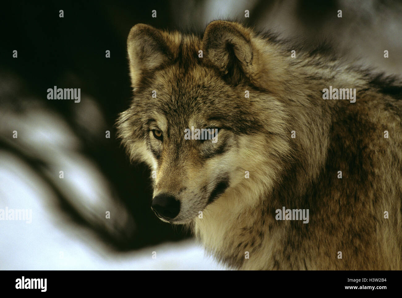 Loup gris (Canis lupus lupus) Banque D'Images