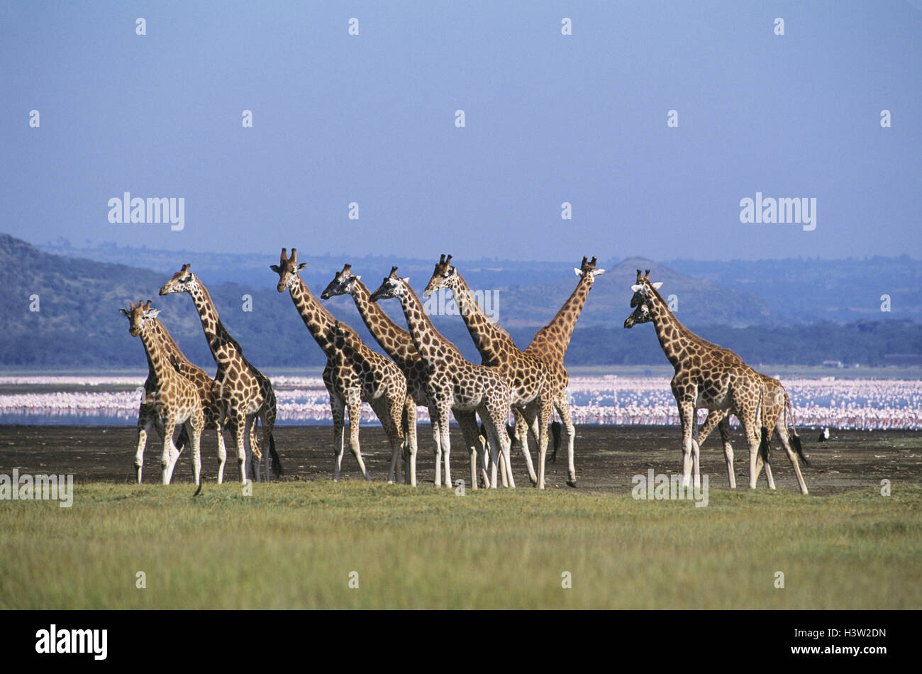 Girafe (Giraffa camelopardalis rothschildi) Banque D'Images