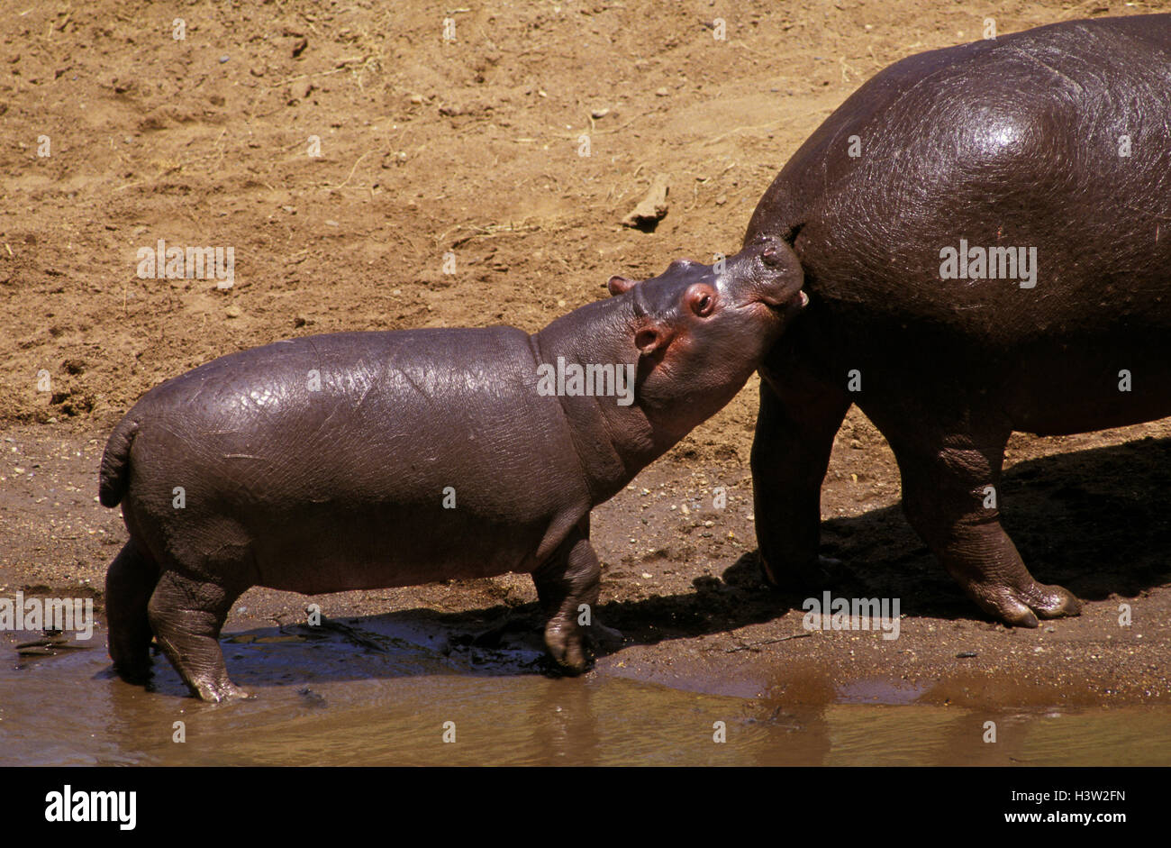 Hippopotame (Hippopotamus amphibius) Banque D'Images