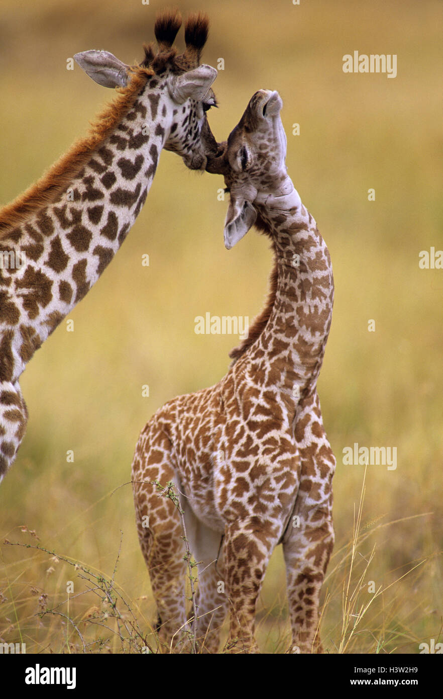 Girafe (Giraffa camelopardalis tippelskirchi) Banque D'Images