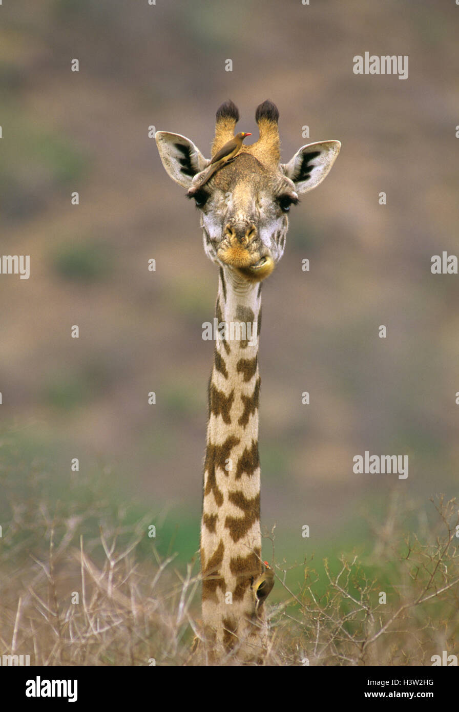 Girafe (Giraffa camelopardalis tippelskirchi) Banque D'Images