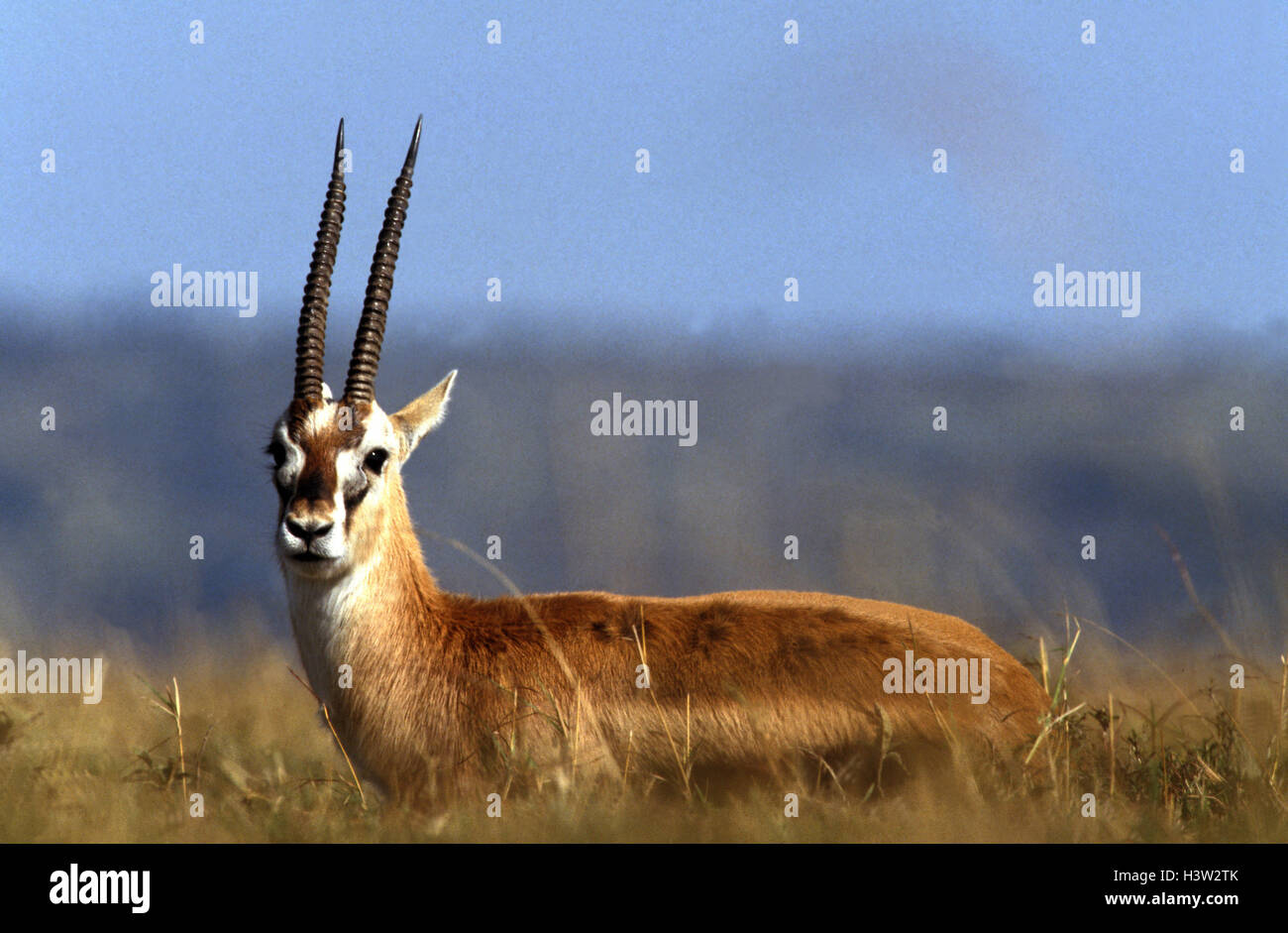 La gazelle de Thomson (Eudorcas thomsonii) Banque D'Images