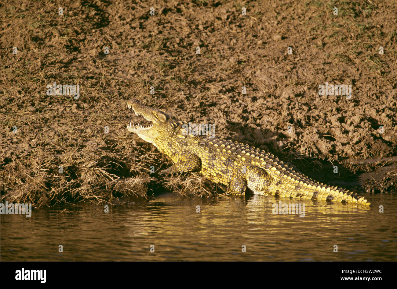 Le crocodile du Nil (Crocodylus niloticus) Banque D'Images