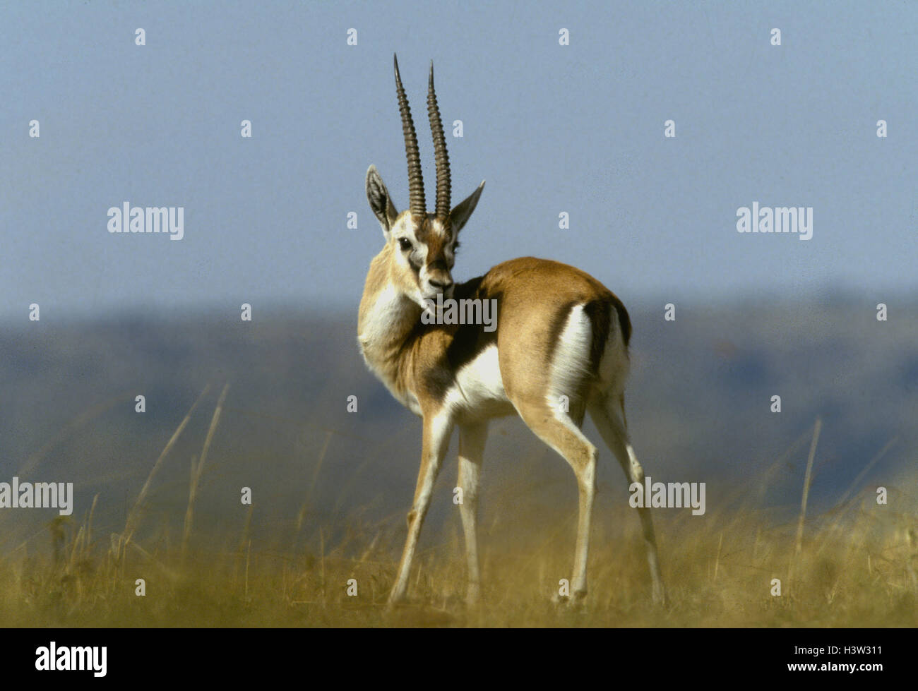 La gazelle de Thomson (Eudorcas thomsonii) Banque D'Images