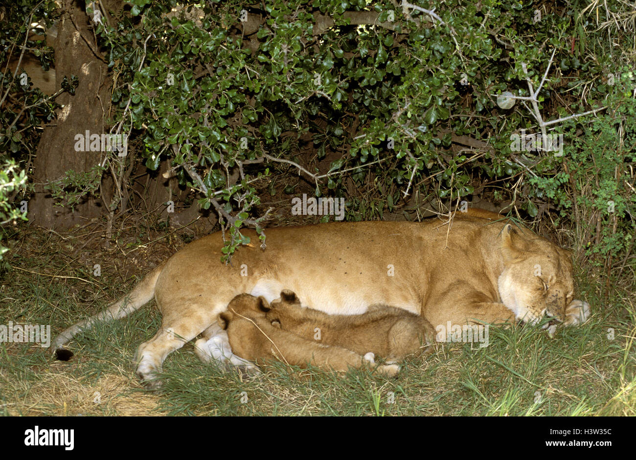 L'african lion (Panthera leo) Banque D'Images