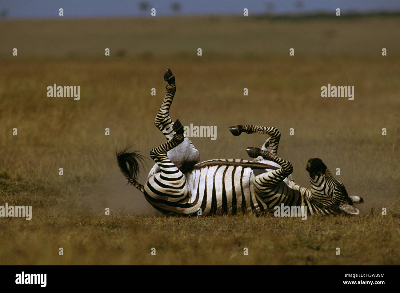 Le zèbre de Grant (Equus quagga boehmi) Banque D'Images