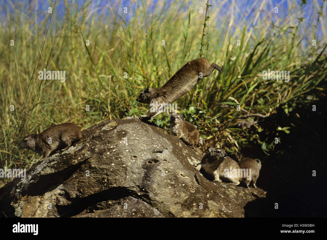 Hyrax-(heterohyrax brucei) Banque D'Images