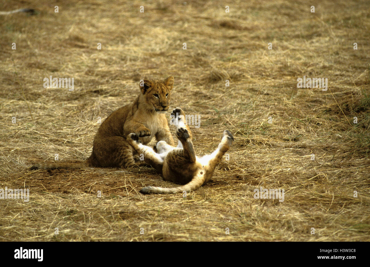 L'african lion (Panthera leo) Banque D'Images