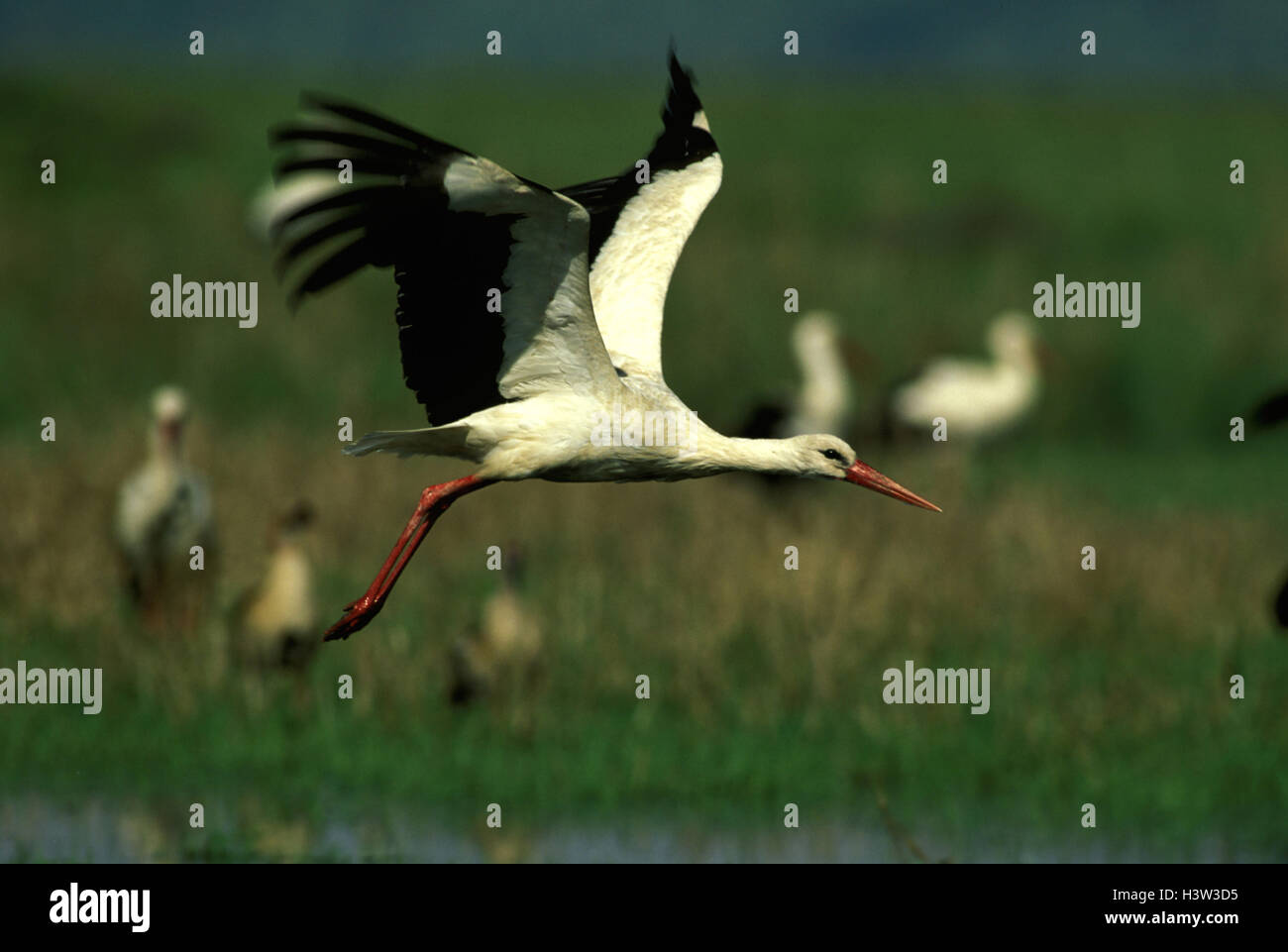 European cigogne blanche (Ciconia ciconia) Banque D'Images