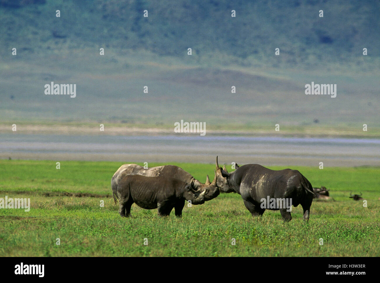 Le rhinocéros noir (Diceros bicornis) Banque D'Images