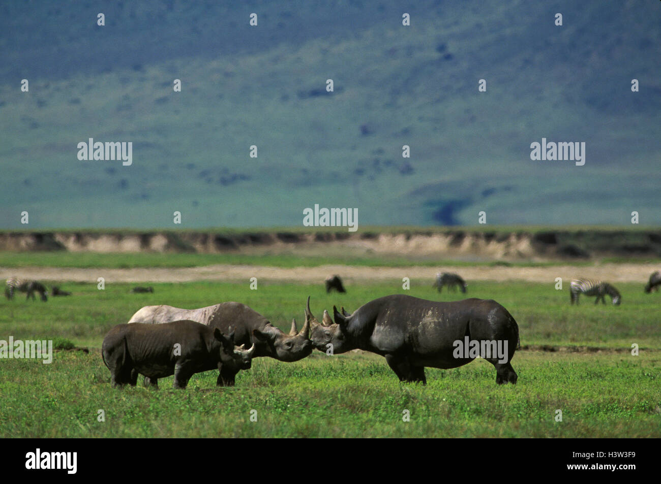 Le rhinocéros noir (Diceros bicornis) Banque D'Images