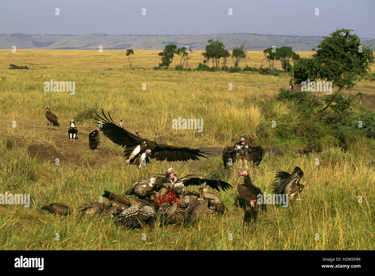 Agrion à vautours (Torgos micaceus) Banque D'Images
