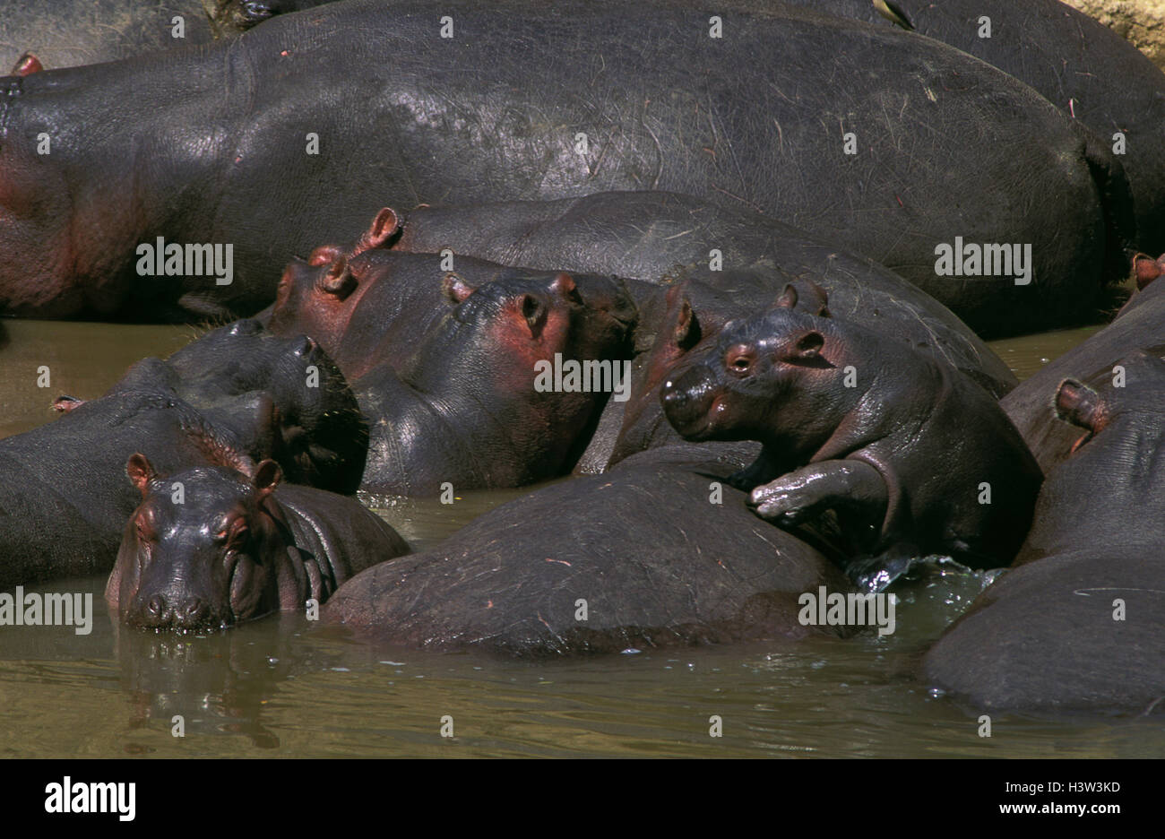 Hippopotame (Hippopotamus amphibius) Banque D'Images