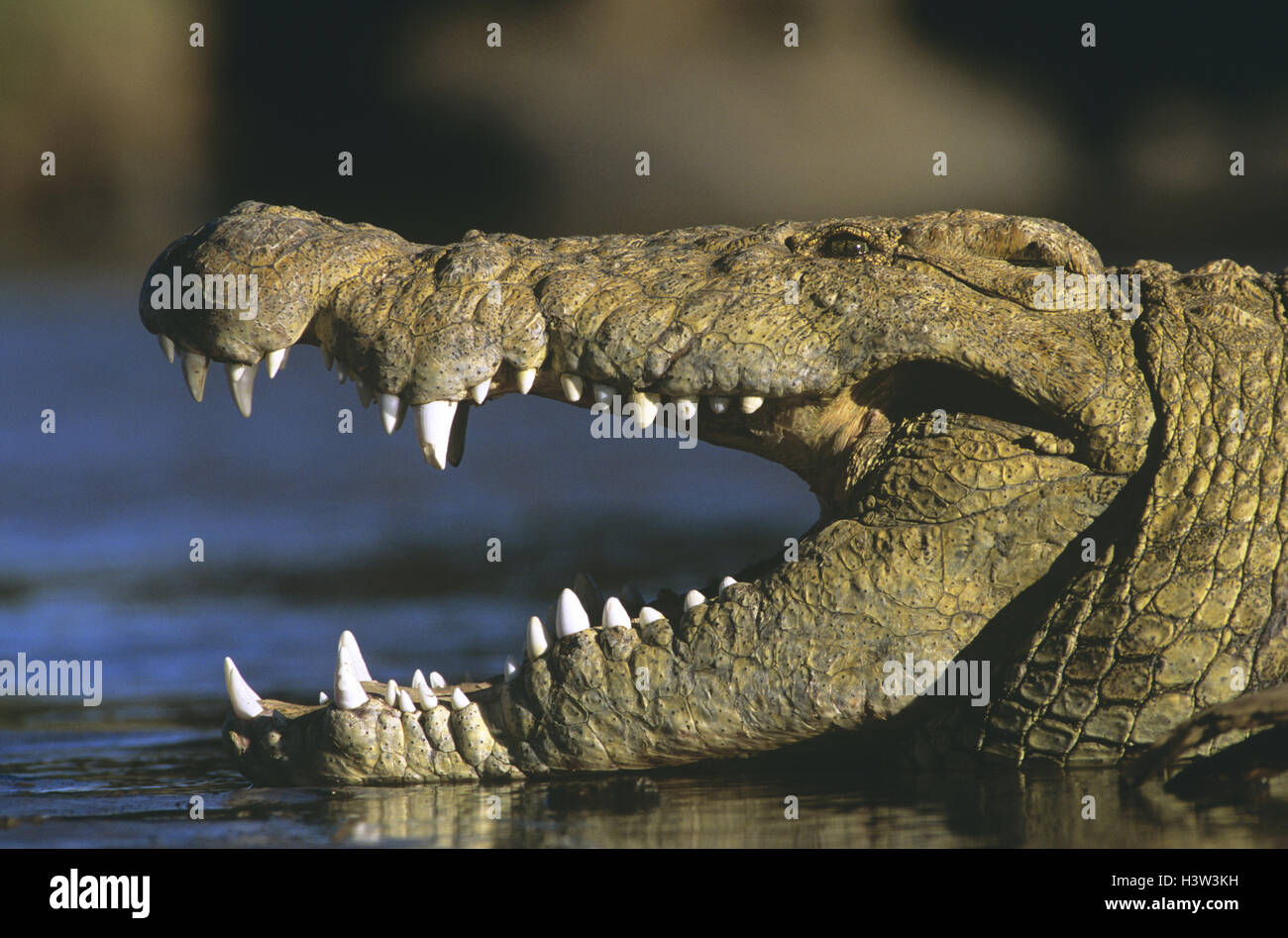 Le crocodile du Nil (Crocodylus niloticus) Banque D'Images