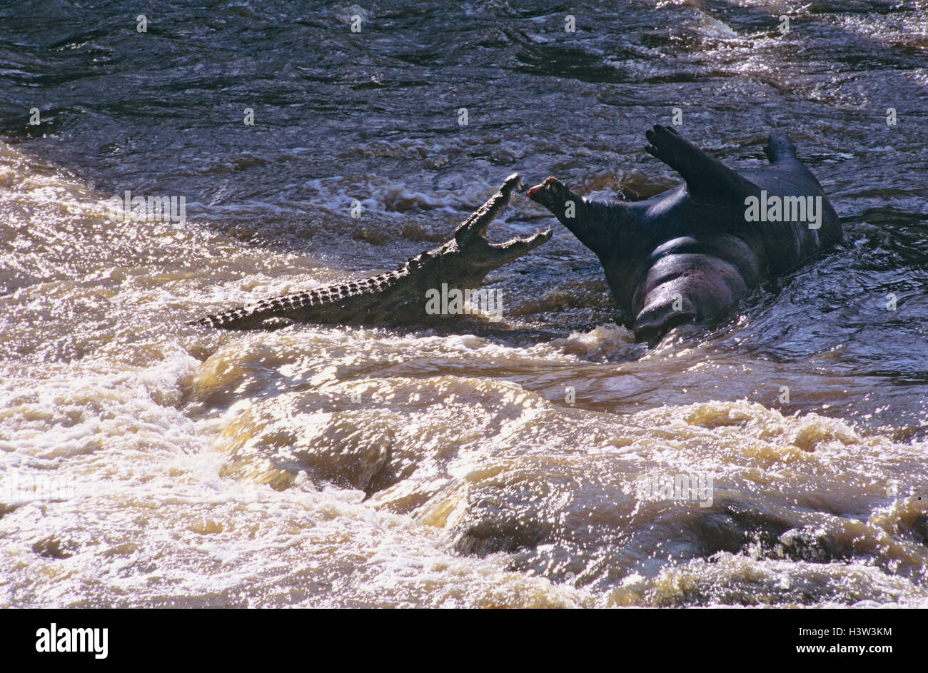 Le crocodile du Nil (Crocodylus niloticus) Banque D'Images