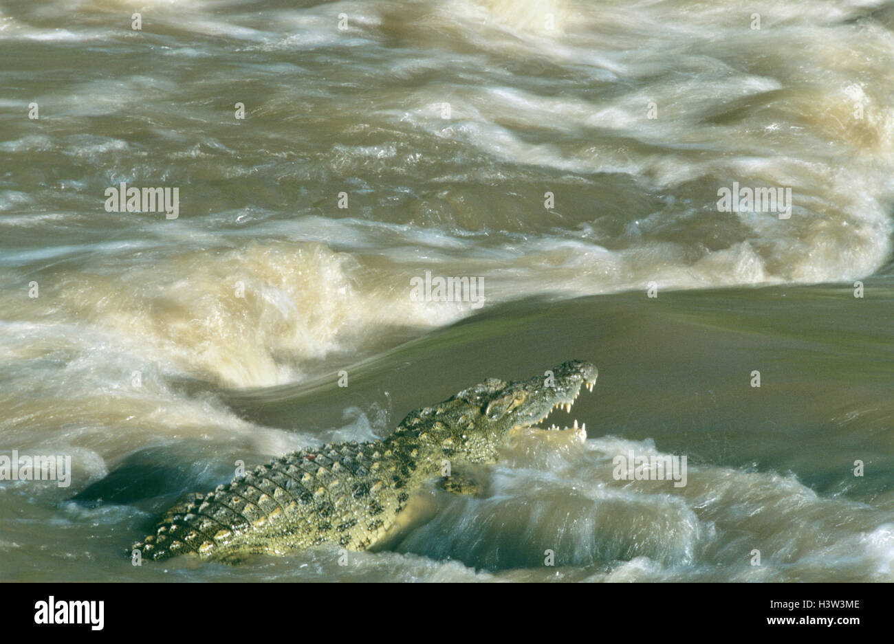 Le crocodile du Nil (Crocodylus niloticus) Banque D'Images