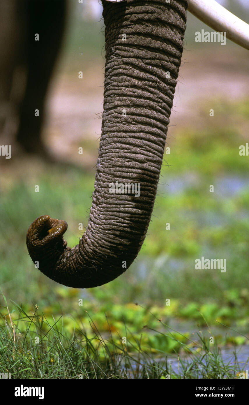 L'éléphant africain (Loxodonta africana) Banque D'Images