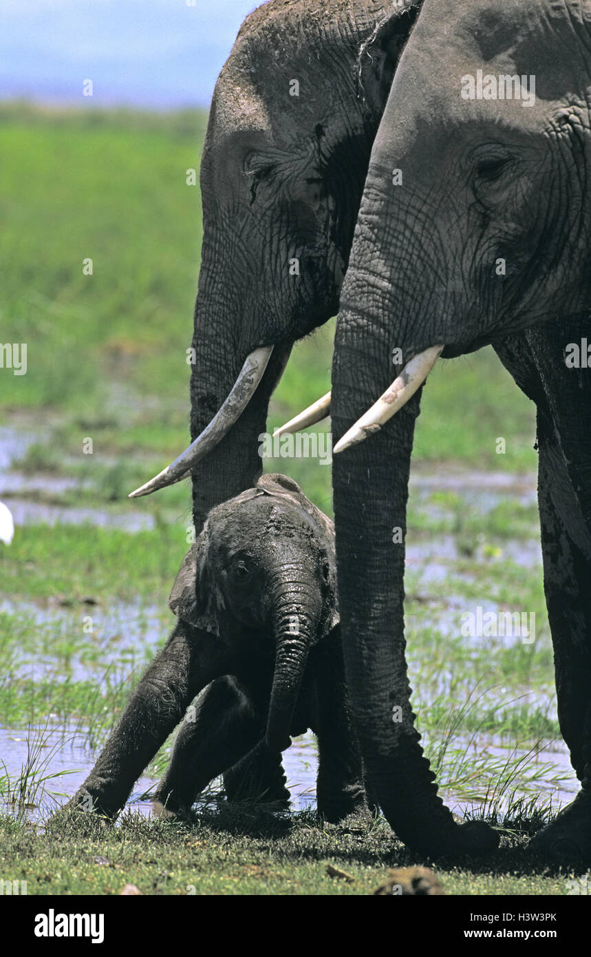 Les éléphants d'Afrique (Loxodonta africana) Banque D'Images