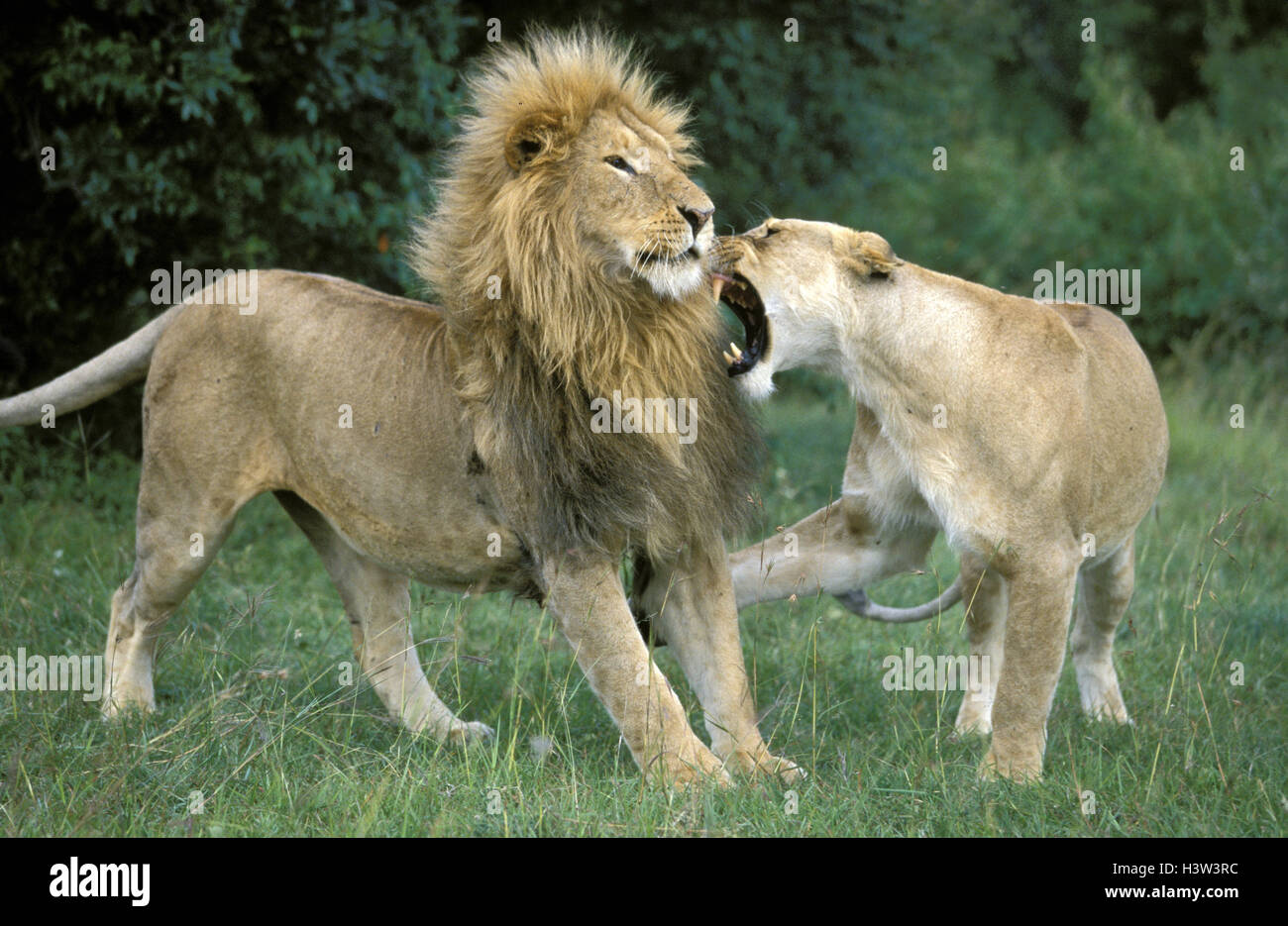 Les lions d'Afrique (Panthera leo) Banque D'Images