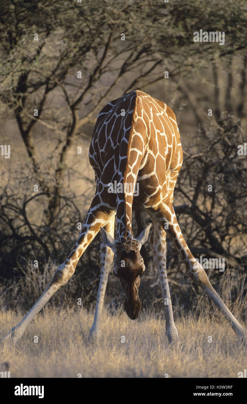 Girafe (Giraffa camelopardalis reticulata) Banque D'Images