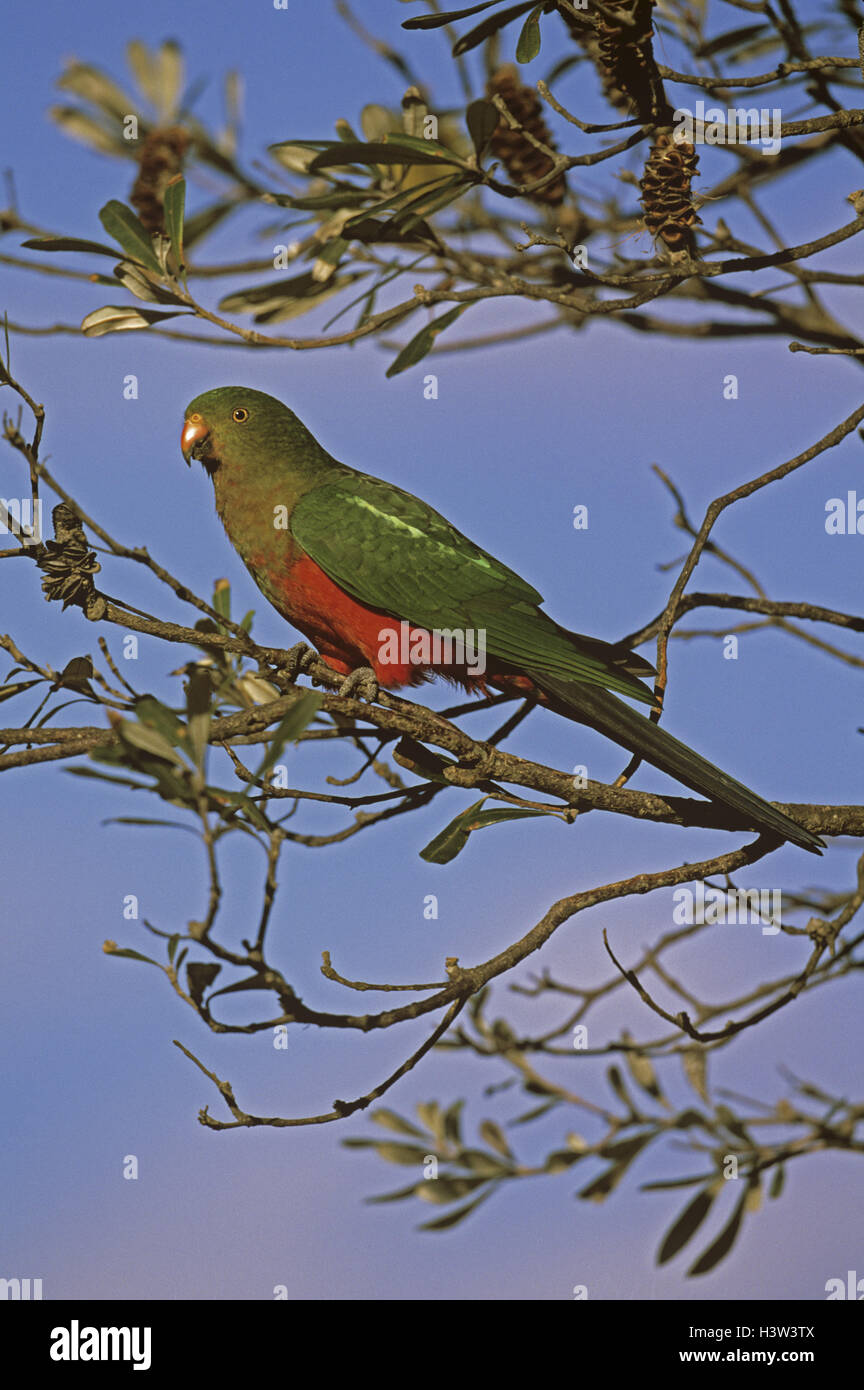 Australian king parrot (alisterus scapularis-) Banque D'Images