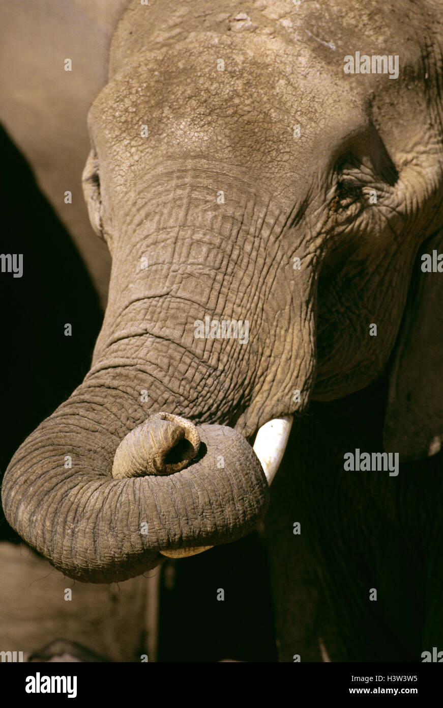 L'éléphant africain (Loxodonta africana), curling son tronc. Kenya Banque D'Images