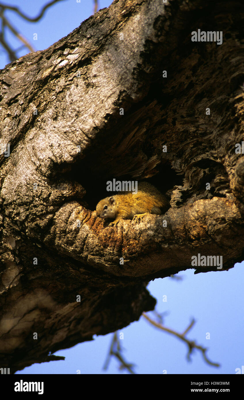 Écureuil de brousse d'ocre (Paraxerus ochraceus), dans un creux d'arbre. Réserve nationale de Masai Mara, Kenya Banque D'Images