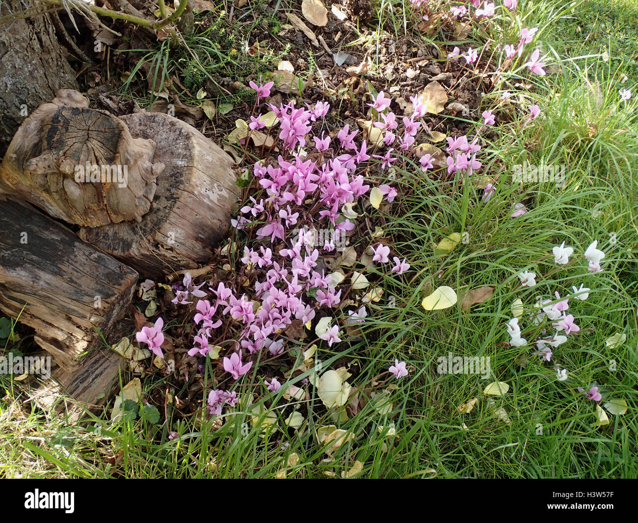 À feuilles de lierre naturalisés (cyclamen hederifolium Cyclamen) par la base de l'arbre au bord d'une pelouse, avec anciens journaux Banque D'Images