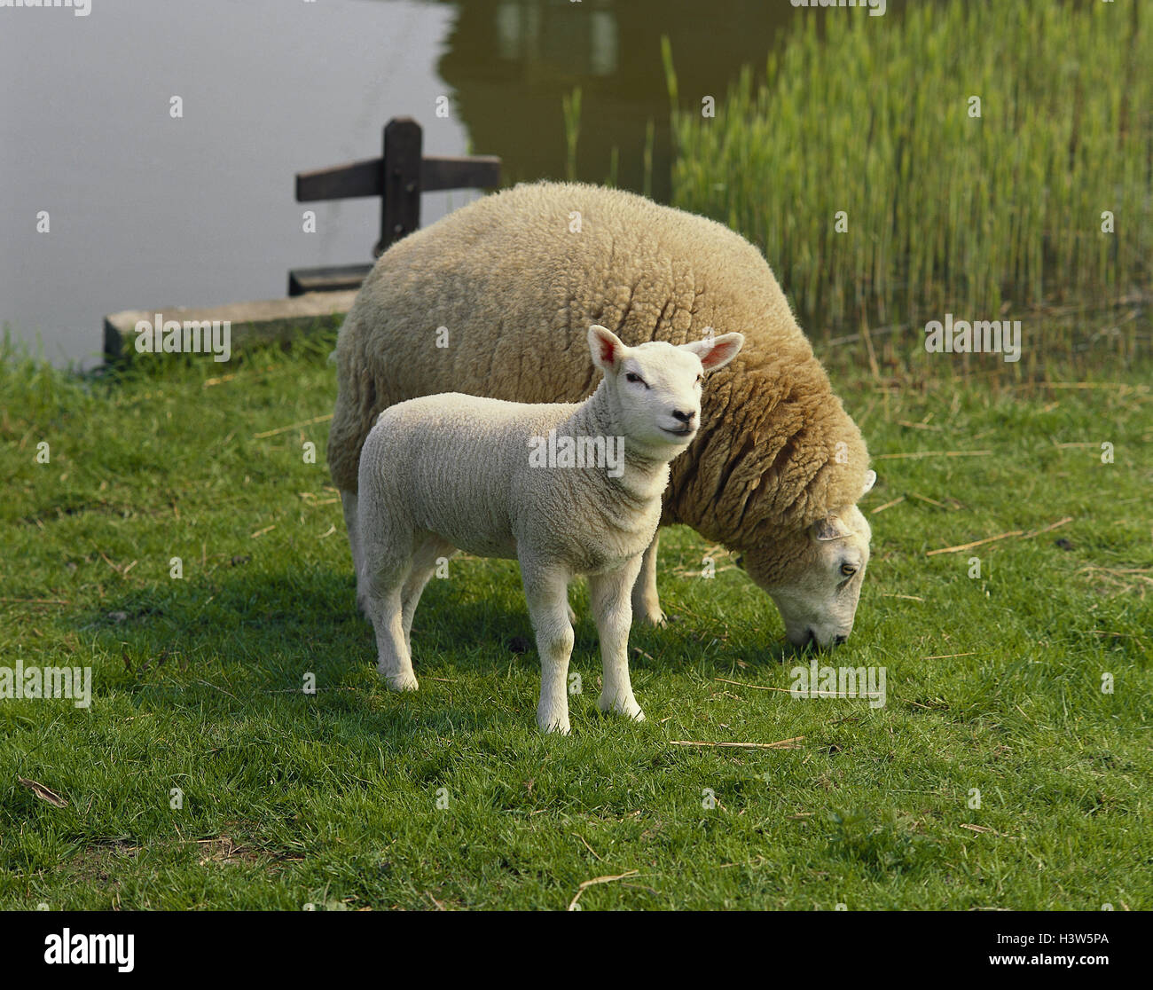 Agneau Agneau Jeune Mouton Banque d'image et photos - Alamy
