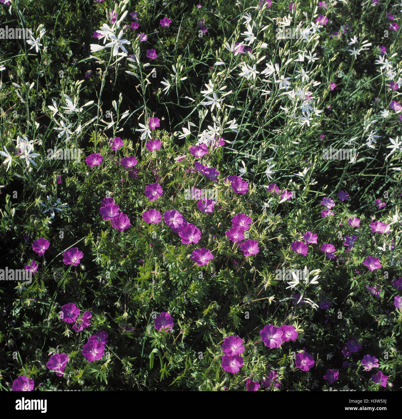 Bec cigogne rouge-sang, geranium sanguineum, Astlose lily Anthericum liliago herbe, Blutstorchschnabel, Stork beak, herbe, rouge-sang, Lily, près de astlose Banque D'Images