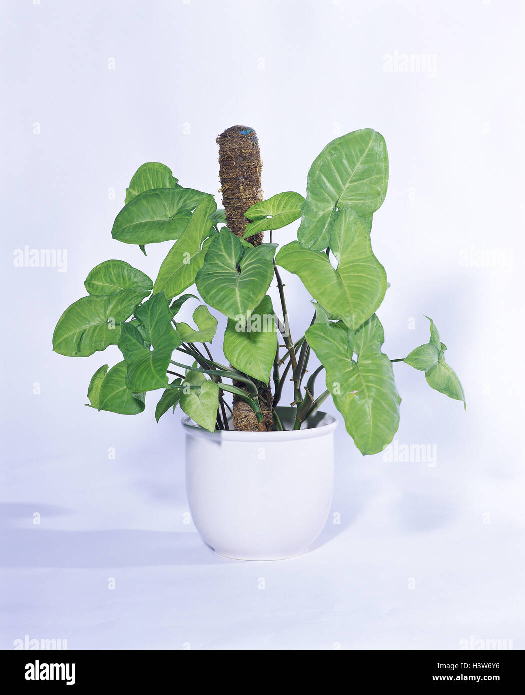 Purpurtute, Syngonium podophyllum, arum plantes, plante d'intérieur,  plantes d'intérieur, plante, plante en pot, studio, l'enregistrement de  matériel Photo Stock - Alamy
