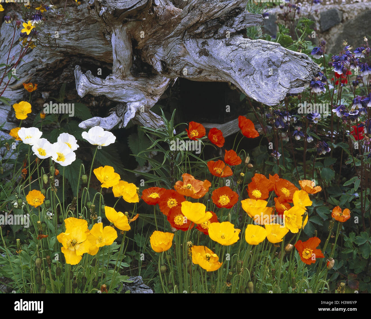 Tronc, coquelicots, nature, plantes, botanique, fleurs, fleurs, fleurs, végétation, plantes, pavot Papaveraceae, graines de pavot d'ornement, au pavot, Papaver spec., brillamment coloré, en bois, la souche, l'été, Banque D'Images