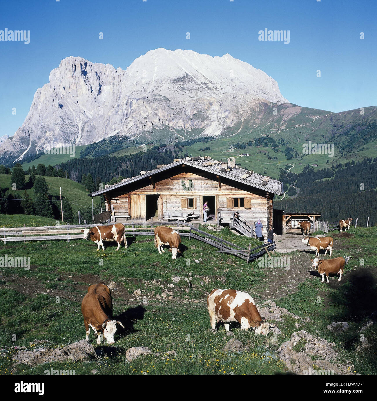 Le Tyrol du Sud, 'Pseier' alpage, ALP, vaches paysage, paysage de montagnes, montagnes, montagne, alpages, alpine hut, hut, cattles, broutent, Idyll Banque D'Images