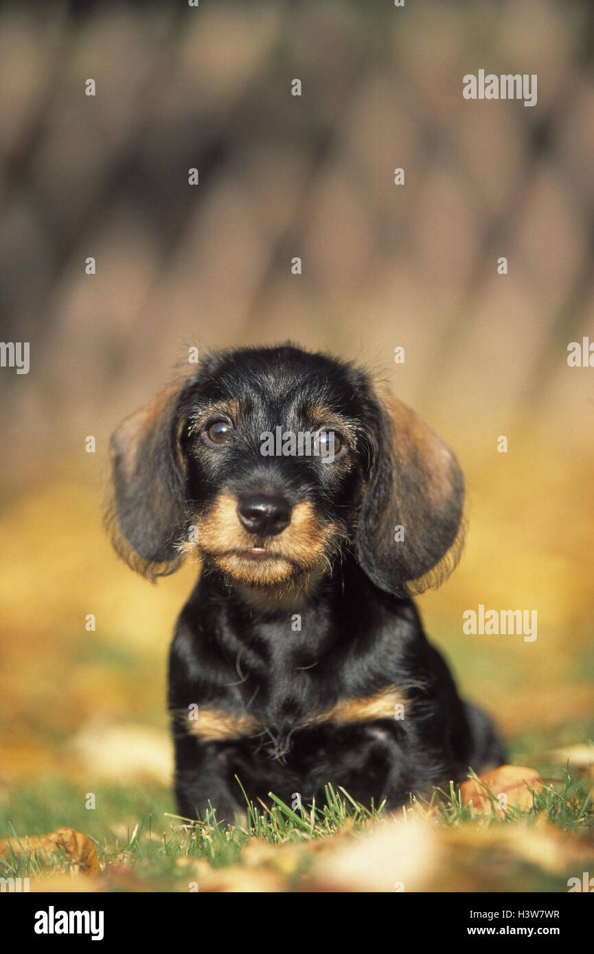 Teckel à poil dur, chiot, animal, animaux, chien, chiens, Canidae, mammifere, mammifères, teckel, teckels, teckels, Teckels à poil dur, animal, animaux, race de chien, chien, chien pedigree d'accompagnement, chien de la famille, teckel Banque D'Images