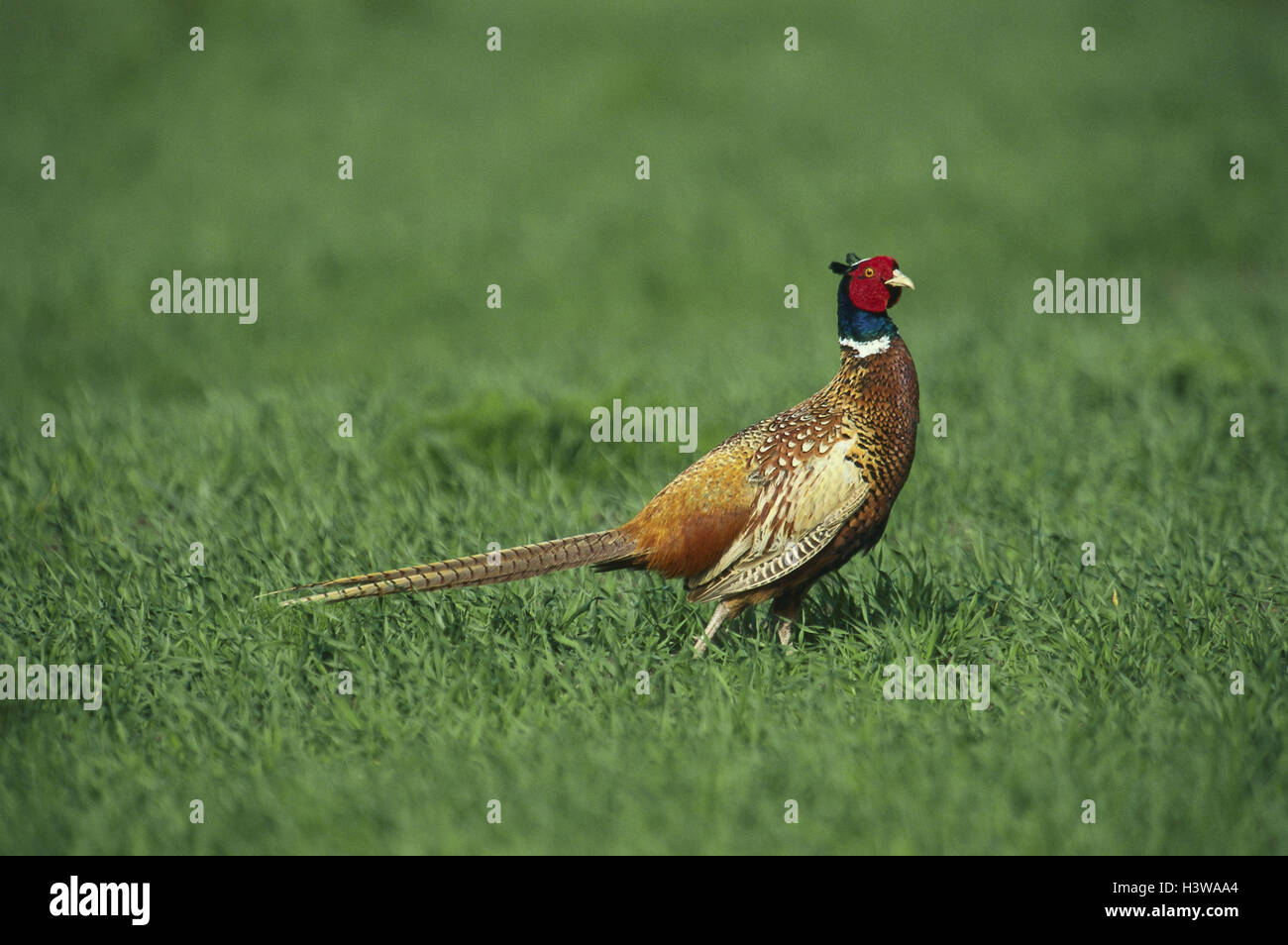 Faisan de Colchide Phasianus colchicus (mâle), appuyez sur Banque D'Images