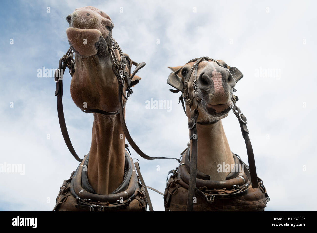Vue à angle bas de deux Draft Horses, Maine, États-Unis Banque D'Images