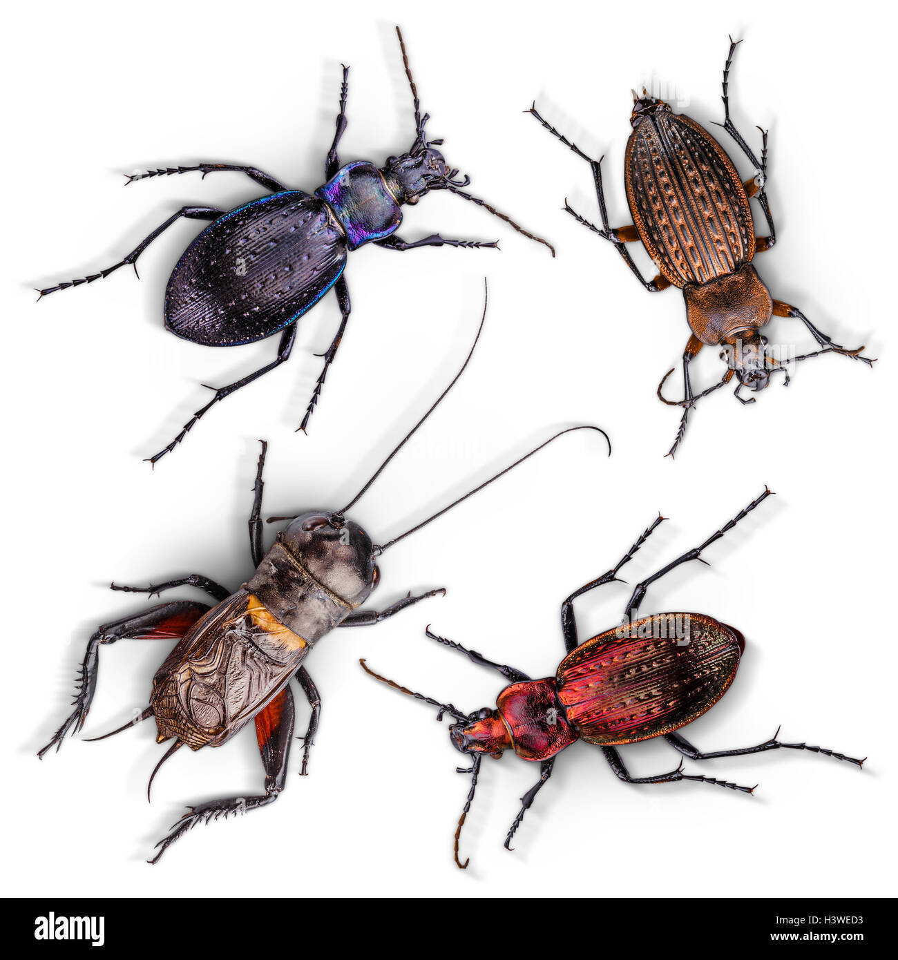 Ensemble d'insectes sur fond blanc Banque D'Images